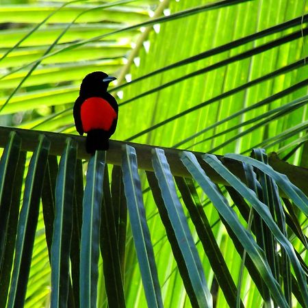 Cabinas Los Tucanes Cahuita Eksteriør bilde