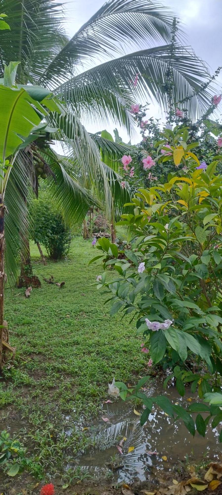 Cabinas Los Tucanes Cahuita Eksteriør bilde