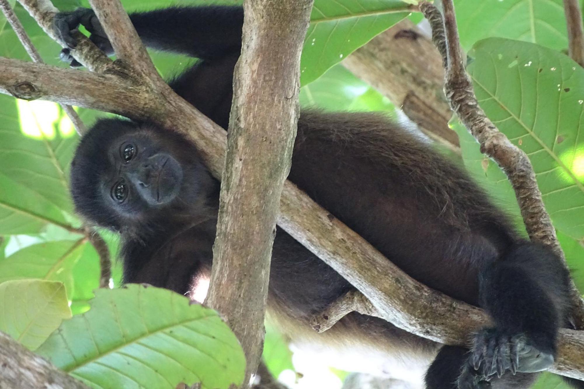 Cabinas Los Tucanes Cahuita Eksteriør bilde