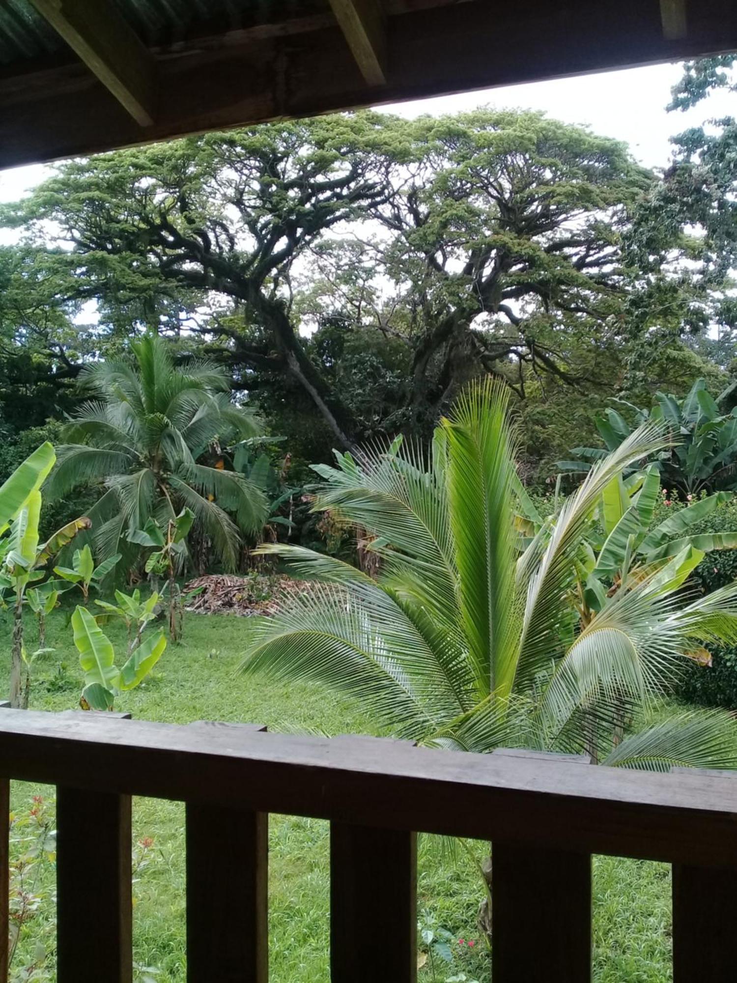 Cabinas Los Tucanes Cahuita Eksteriør bilde